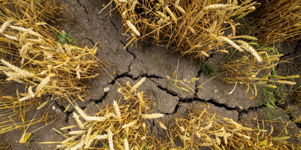 Wat doet droogte met Nederlandse akkers?