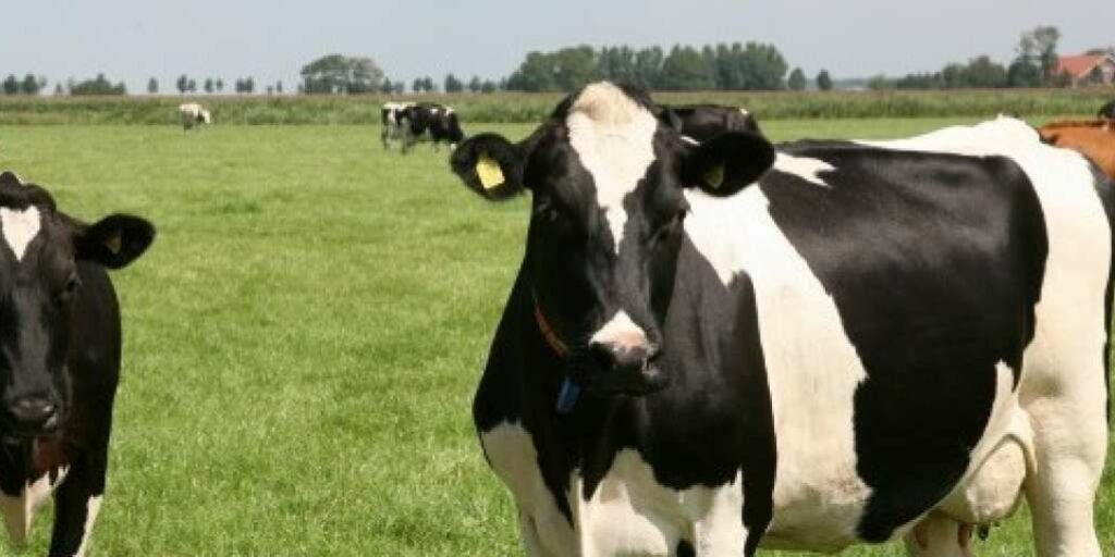 Drentse boer heeft primeur met biogasleiding