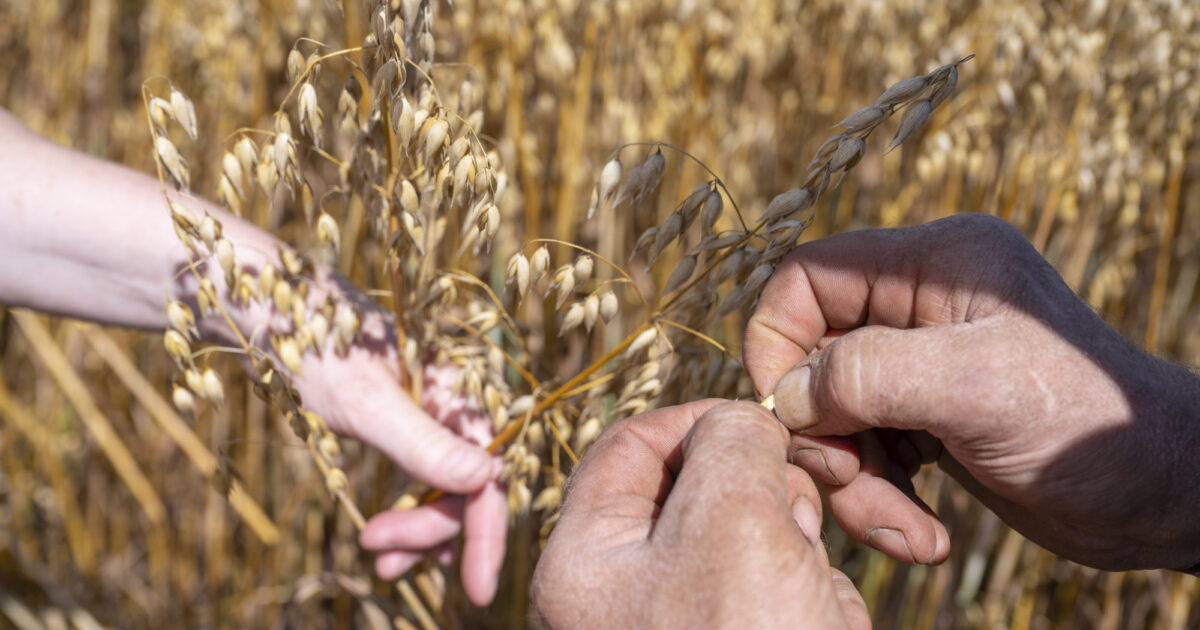Plantaardige alternatieven voor kaas