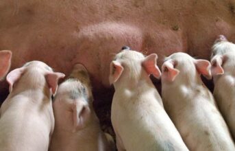 Piglet 1639589 1920