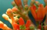 Jatropha Flower Prashantby e1392117554702