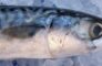 Mackerel 1139778 1920
